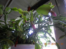 DSCN2448