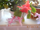 DSCN2452