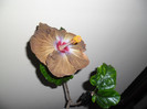 Hibiscus Kathie Jones