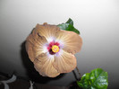 Hibiscus Kathie Jones