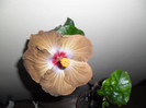 Hibiscus Kathie Jones