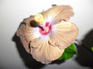 Hibiscus Kathie Jones