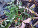P01-12-12_11.40[1]