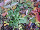 P01-12-12_11.41[3]