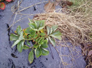 P01-12-12_11.41[4]