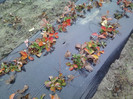 P01-12-12_12.26