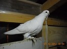 f berlinez 01.12.2012 caut mascul...