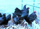 1-Gaini australorp-matca 1 din mai 2012