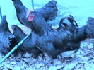 2-Gaini australorp-matca 1 din mai 2012