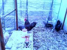 4-Gaini australorp-matca 1 din mai 2012