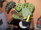 DSCN5114_635