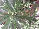 cyperus  - papirus