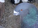SAM_0153
