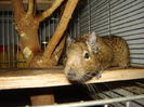 degu