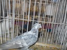 simbol fata medalie 068