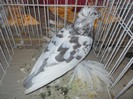 simbol fata medalie 073
