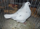 simbol fata medalie 088