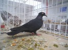 simbol fata medalie 121