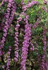 Buddleja alternifolia