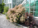 Cotinus_coggygria