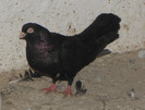 PC020056