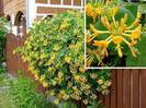 Lonicera tellmanniana