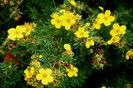 Potentilla fruticosa