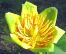 Liriodendron_tulipifera