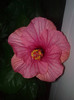 Hibiscus Venetie