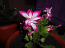 Schlumbergera