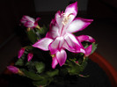 Schlumbergera