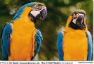 ara Macaws