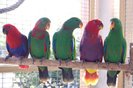 Eclectus