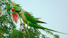 alexandrineparakeet (marele alexandru)