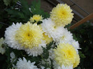 Zembla si Zembla Yellow