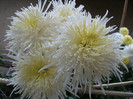 White Spider