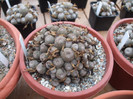 DSCF3393