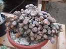 DSCF3396