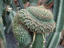 DSCF3517