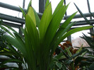 DSCF3548