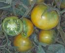 tomato lime green salad