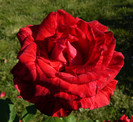 P1590962