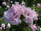 P1590963