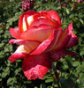 P1590990