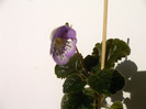 IMAG0017
