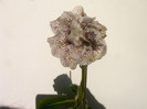 IMAG0044