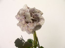 Koketka blue