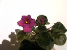 IMAG0026
