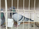 2012-10-28-527