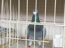 2012-10-28-529